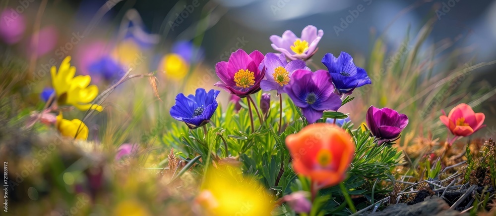 Vibrant Alpine Flowers Blossoming in Spring: A Colorful Close-Up Picture