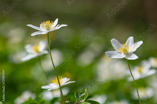 The many white wild flowers in spring forest. Blossom beauty  nature  natural. Sunny summer day  green grass in park. Anemonoides nemorosa