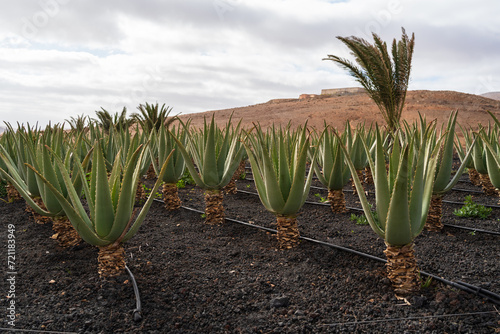 Aloe Vera Plantation in Tiscamanita  Fuerteventura