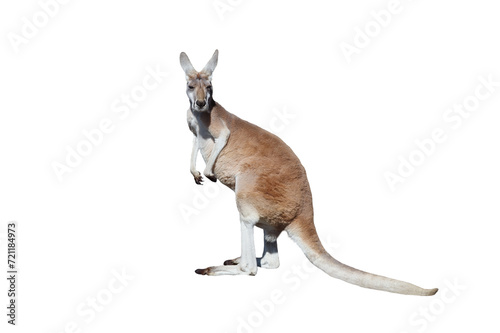 Φωτογραφία red kangaroo isolated on white background