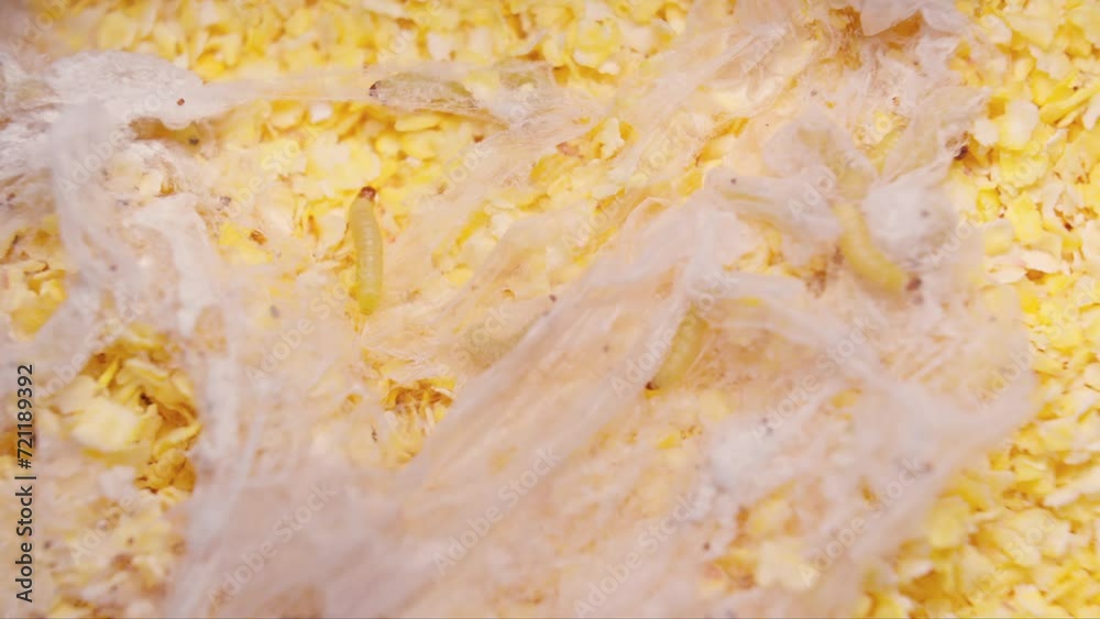 Moth larva crawling on surface of corn flakes. Food infested by moth larva. Web. Close-up in 4K, UHD Moth larva crawling on surface of corn flakes. Food infested by moth larva. Web. Close-up in 4K, UHD