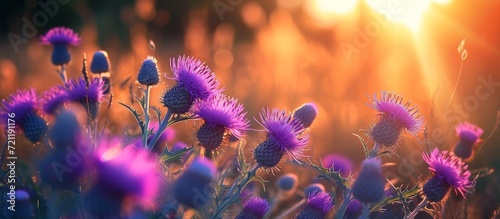 Captivating Purple Thistle Blossoms under the Enchanting Evening Sunshine photo