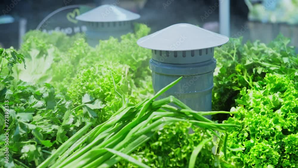 Shop counter with humidifier fresh green vegetables. Bundles of green herbs under misting system. Storing greenery in store. Shop with humidifier to keep vegetables fresh. Close-up in 4K, UHD