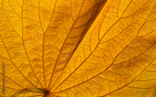 Beautiful golden Bauhinia aureifolia leaf texture background  close up shot
