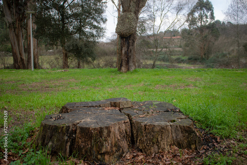 old stump in the forest, park