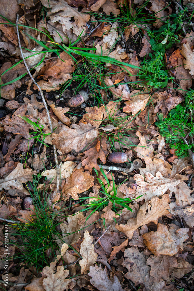 green moss on the ground with leaths