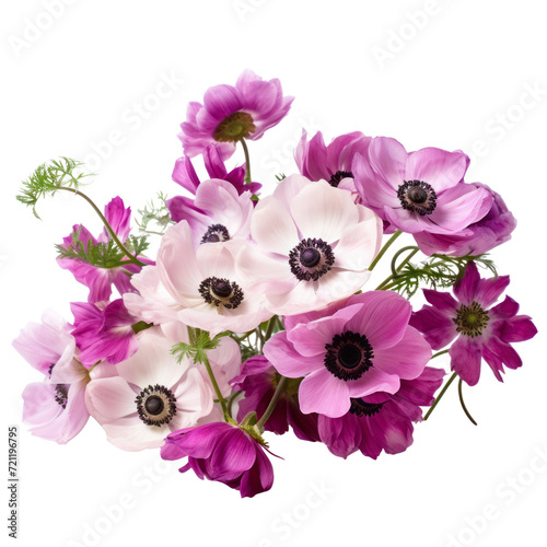 flower - purple and white Anemone flowers