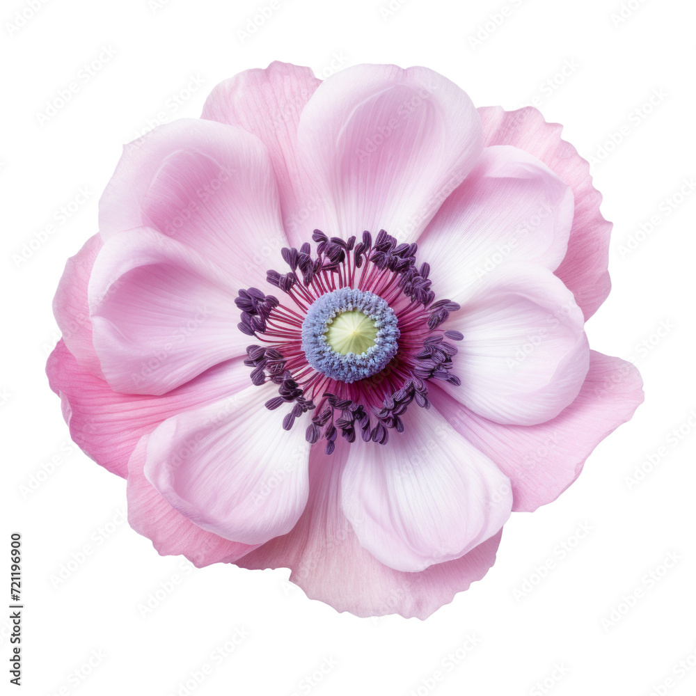 flower - Light purple Anemone flowers with soft violet hues and slender petals, in the close-up view, are beginning to bloom in the morning light. flower - Light purple Anemone flowers with soft violet hues and slender petals, in the close-up view, are beginning to bloom in the morning light.