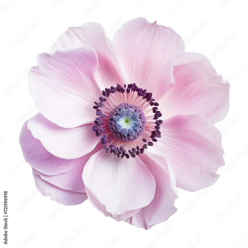 flower - Pale purple Anemone flowers with delicate violet hues and slender petals, in the close-up view, are blooming fully flower - Pale purple Anemone flowers with delicate violet hues and slender petals, in the close-up view, are blooming fully