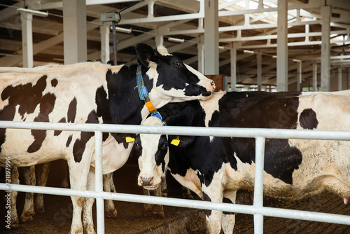 Two cows on a farm hug and scratch each other.