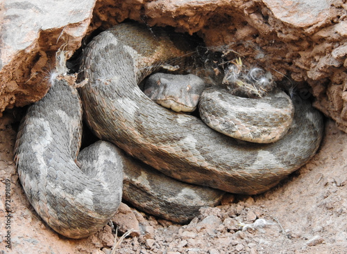 a snake curled up in his nest hole, Curled serpent rests peacefully.