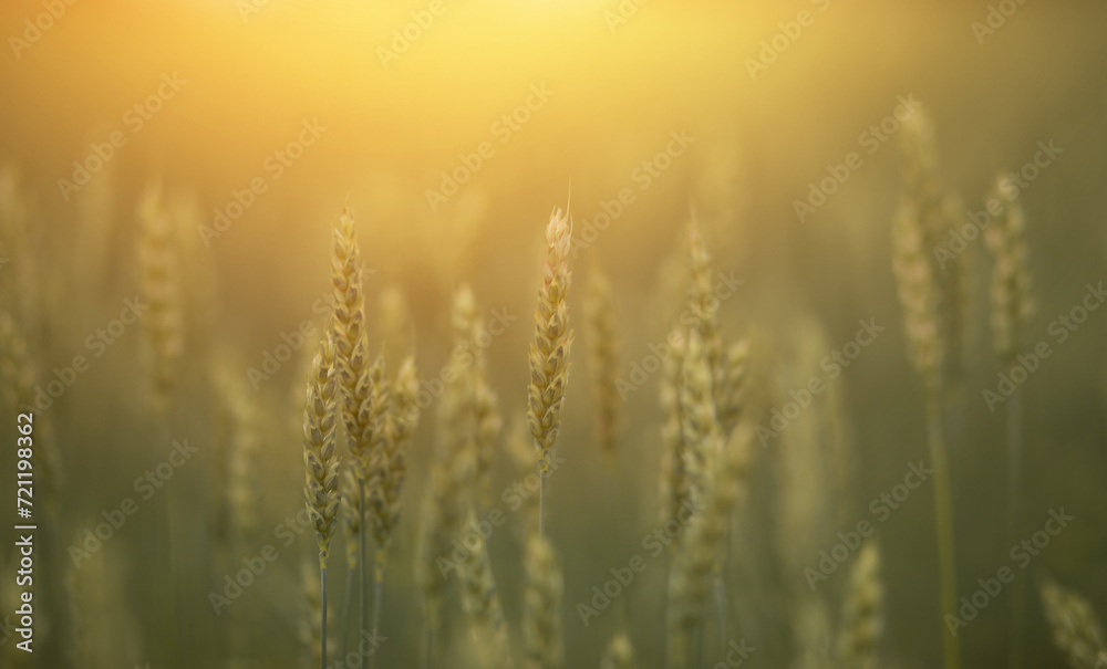 green ears of wheat grow in the field green ears of wheat grow in the field