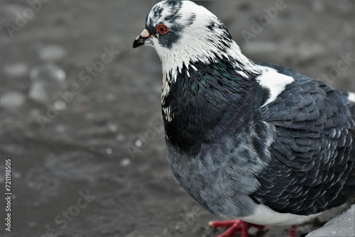 close up of a pigeon