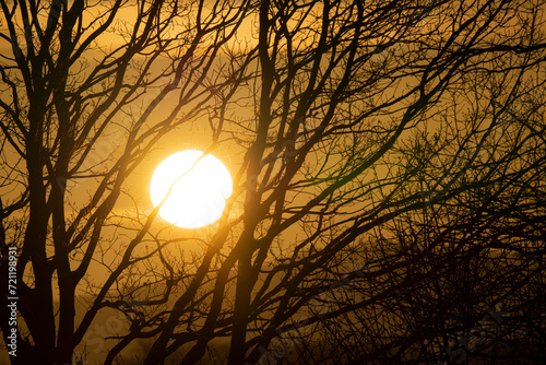 Krajobraz o wschodzie słońca, Zimowy wschód słońca - wielkie słońce, trawy i drzewa. © MarcinRoj.Fotografia