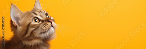 cat looks up with interest at something on a yellow background. Horizontal banner. Copy space for text photo