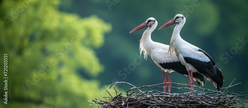 Stunning White Stork Birds Build Their Charming Nest: A Majestic Display of White Stork Birds Nesting in a Picturesque Habitat