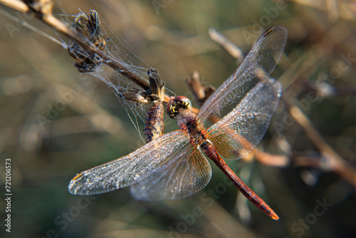 Dragonfly.Odonata