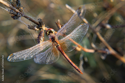 Dragonfly.Odonata