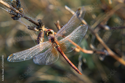 Dragonfly.Odonata