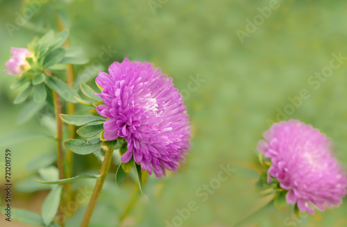 purple aster flower close-up on a green background