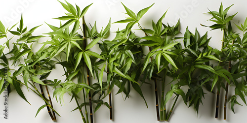 bamboo culms and leaves