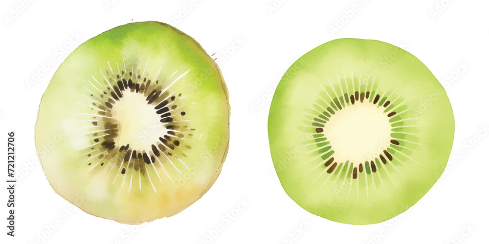 Fototapeta premium kiwi fruit watercolor vector illustration
