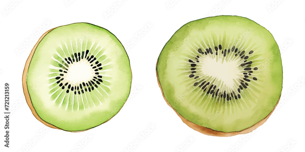 Fototapeta premium kiwi fruit watercolor vector illustration