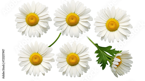 Exquisite Floral Set: Daisy Blooms, Transparent Background - Perfect for Perfume and Essential Oil Concepts, Garden Design - Flat Lay, PNG 3D Digital Art © Spear