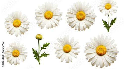 Exquisite Floral Set: Daisy Blooms, Transparent Background - Perfect for Perfume and Essential Oil Concepts, Garden Design - Flat Lay, PNG 3D Digital Art