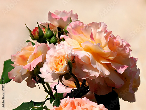 Closeup of pink rose flowers in a french garden on the pink background