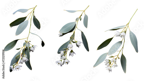 Elegant Eucalyptus Collection: Stunning Plants, Isolated on Transparent Background, Perfect for Perfume and Garden Designs - 3D Digital Art Set © Spear
