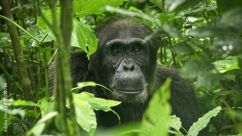 Face portrait of Common or Robust Chimpanzee - Pan troglodytes also chimp, great ape native to the forest and savannah of tropical Africa, in the rainforest of Uganda, Cameroon, Congo. photo
