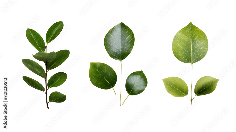 Exquisite Ficus Collection: Stunning Plants, Isolated on Transparent Background, Ideal for Digital Art, 3D Rendering, and Chic Garden Designs