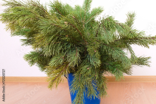 christmas tree on a white background