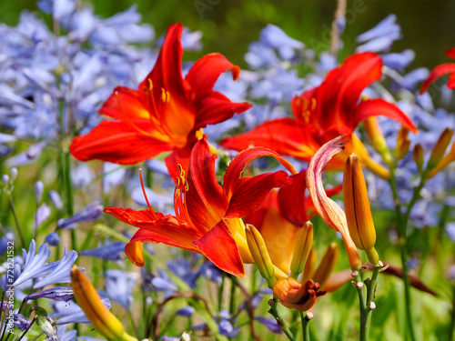 Red orange daylily (hemerocallis) with the stamens and blue agapanthus near a pond in a french garden photo