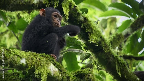 Common or Robust Chimpanzee - Pan troglodytes also chimp, young baby of great ape native to the forest and savannah of tropical Africa eating fruit on the high branch in the rainforest of Uganda. photo