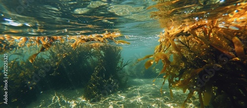Thick seaweed and kelp in shallow water near the surface.