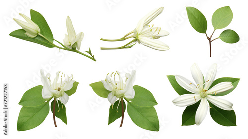 Top View Garden Elegance – Honeysuckle Plants in Transparent Isolation – Digital Art Collection for Perfume and Essential Oil Designs photo