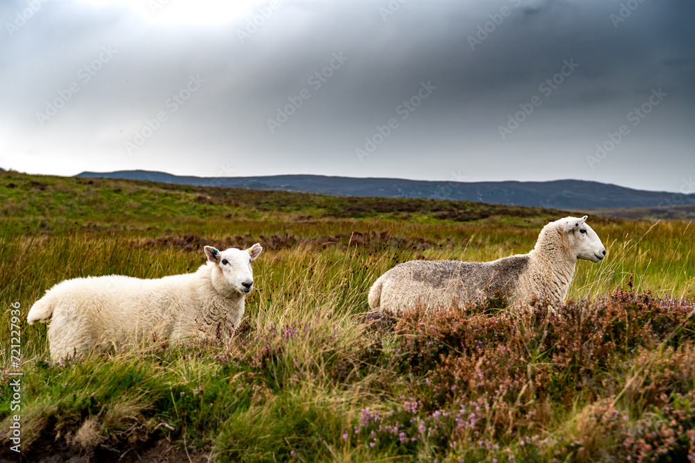 Sheep In Snowdonia National Park In North Wales, United Kingdom Sheep In Snowdonia National Park In North Wales, United Kingdom