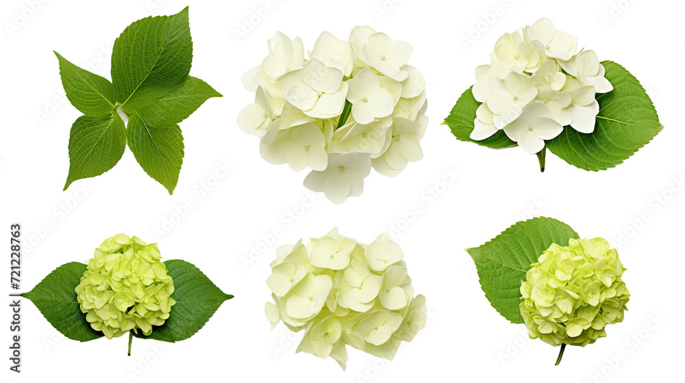 Stunning Hydrangea Collection: Beautiful Flowers, Buds, and Leaves on Transparent Background - Perfect for Perfume, Essential Oil, and Garden Designs in 3D Digital Art