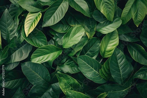 Closeup green leaves plant in garden. Dense dark green leaf with beauty pattern texture background.