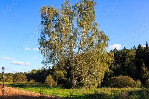 Green landscape with a lonely spreading birch tree against a blue sky