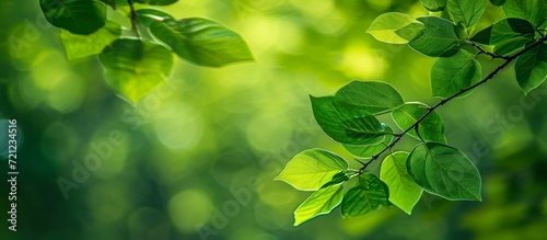 Stunning Green Leaf Branch Against Vibrant Green Leaf Background