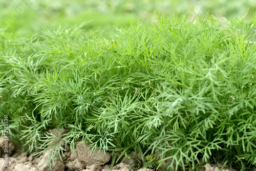 A garden bed with a dill plant.