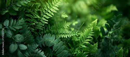 Lush Green Acaci Foliage and Fern on a Serene Background - A Captivating Display of Green  Acaci  Foliage  and Fern Creating a Tranquil Background