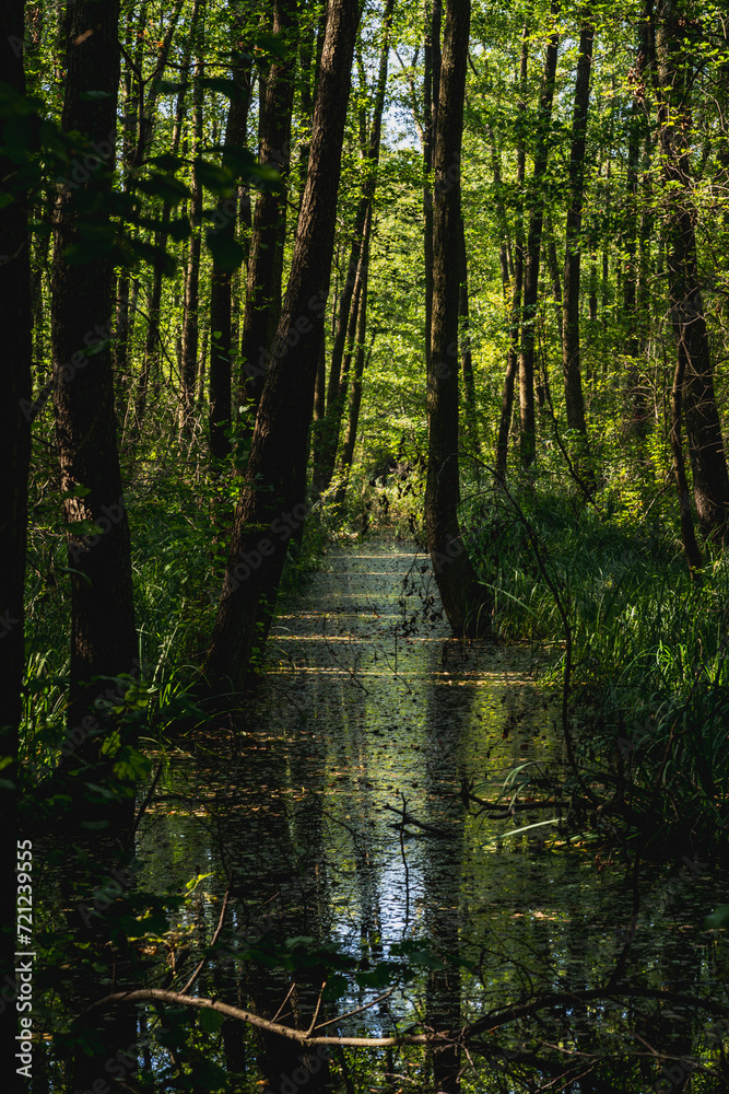 green forest in strzeszynskie lake in strzeszynek fully green in summer heat, running away from the heat from the city
