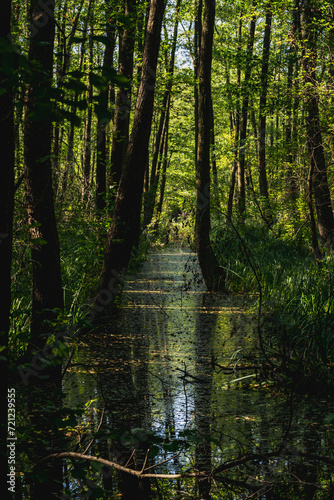 green forest in strzeszynskie lake in strzeszynek fully green in summer heat, running away from the heat from the city