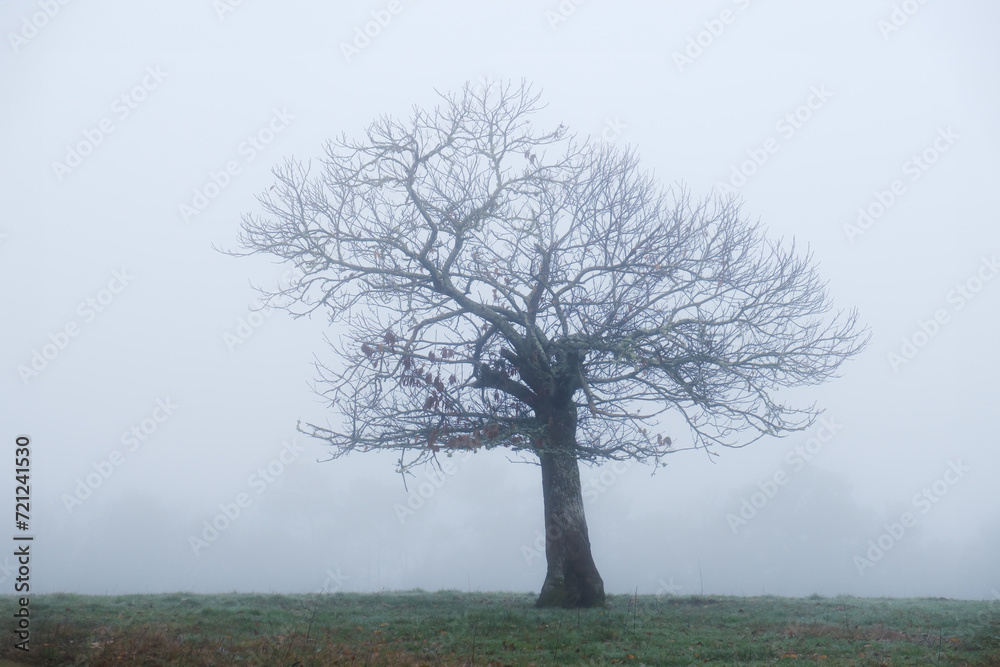 A lone sweet chestnut tree in winter surrounded by morning mist