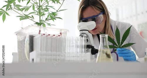 Science lab scientist researching marijuana and natural alternative herbal hemp oil. Medical drug alternative medicine pharmaceutical and therapeutic laboratory