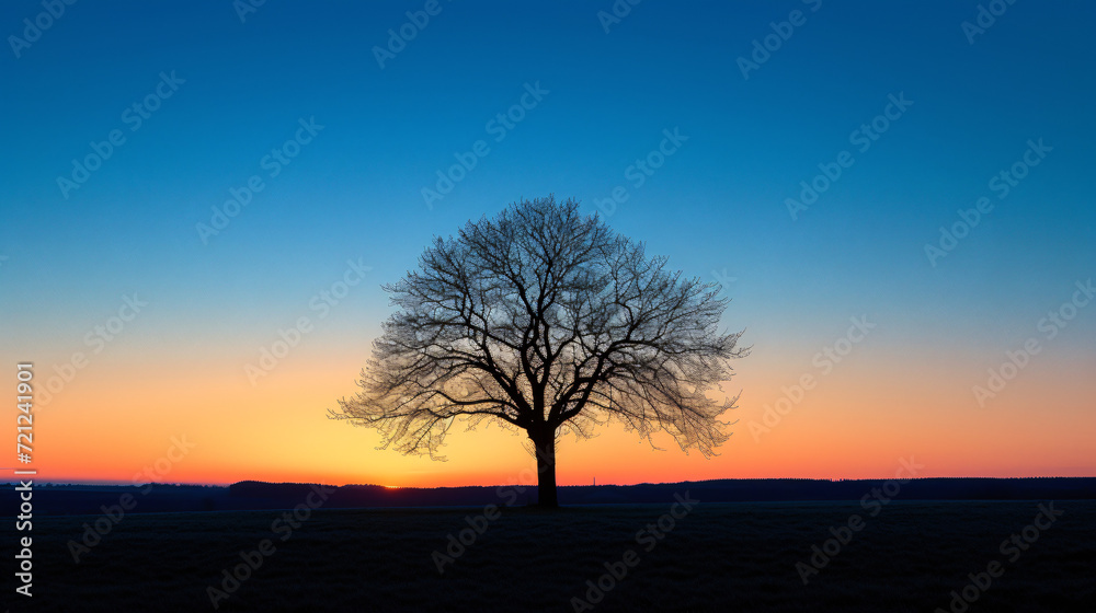 Germany silhouette of single bare tree at sunset